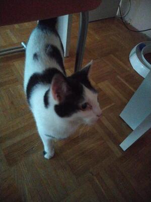 Rose, Mochi und Angel, HAUSKATZE - Katze