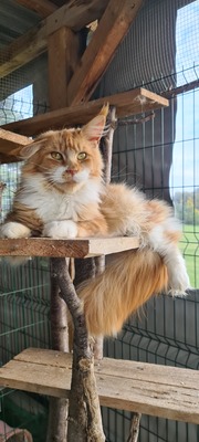 Rosemary Focaccia, Maine Coon - Katze