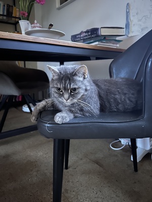 Rosi, 75% BKH und 25% Hauskatze - Katze
