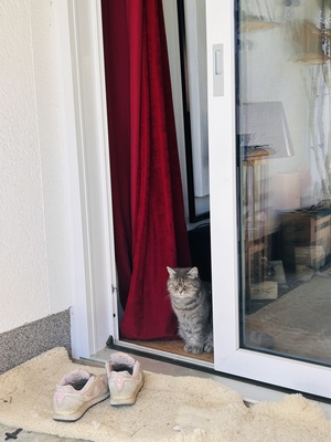 Rosi, 75% BKH und 25% Hauskatze - Katze
