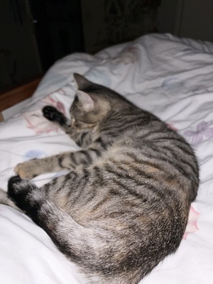 Rosie, Singapura und Tiger Jungtier - Katze