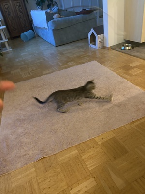 Rosie, Singapura und Tiger Jungtier - Katze