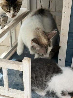 Rosita, Siam-Mix - Katze