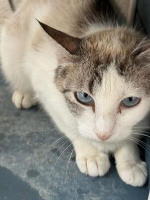Rosita, Siam-Mix - Katze