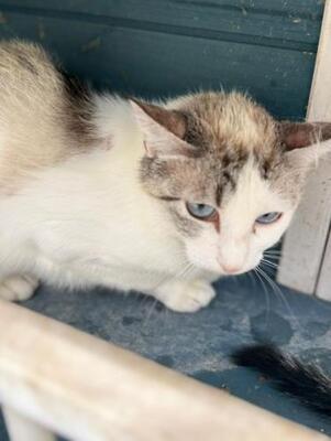Rosita, Siam-Mix - Katze