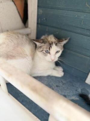 Rosita, Siam-Mix - Katze