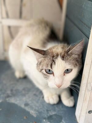 Rosita (geb. Juni 24), EKH - Katze