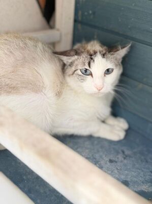 Rosita (geb. Juni 24), EKH - Katze