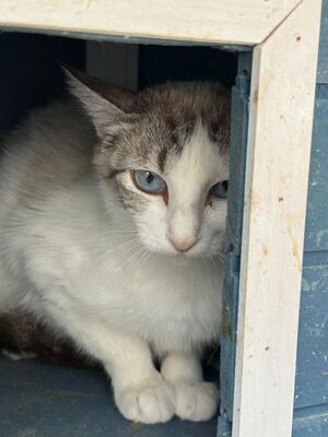 Rosita (geb. Juni 24), EKH - Katze