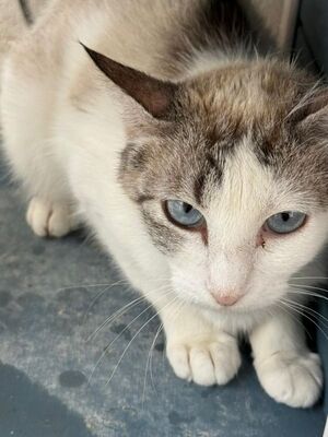 Rosita (geb. Juni 24), EKH - Katze