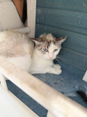 Rosita (geb. Juni 24), EKH - Katze