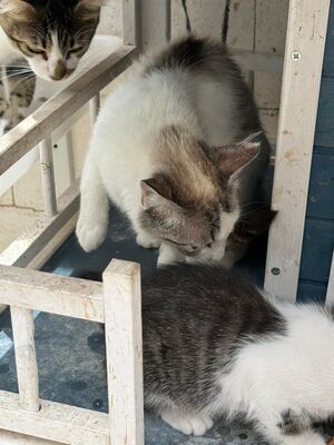 Rosita (geb. Juni 24), EKH - Katze