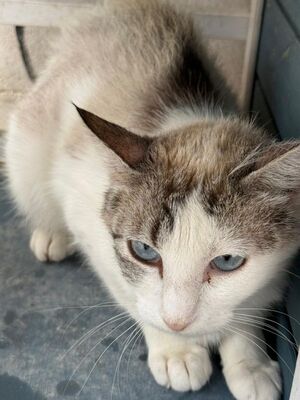 Rosita (geb. Juni 24), EKH - Katze