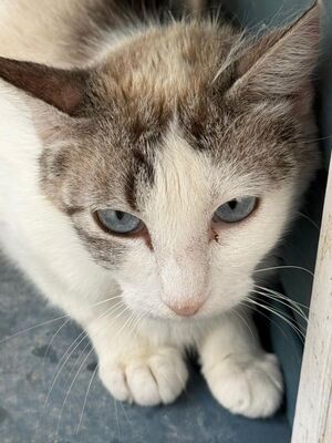 Rosita (geb. Juni 24), EKH - Katze
