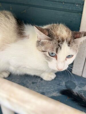 Rosita (geb. Juni 24), EKH - Katze