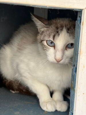 Rosita (geb. Juni 24), EKH - Katze
