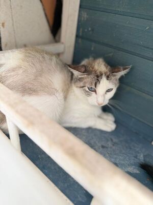 Rosita (geb. Juni 24), EKH - Katze