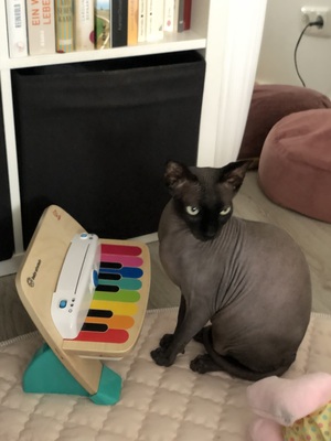 Rossi und Jimmy, Sphynx - Kater