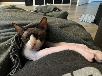 Rossi und Jimmy, Sphynx - Kater