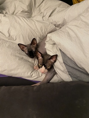 Rossi und Jimmy, Sphynx - Kater