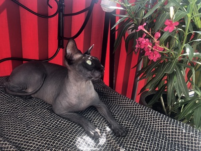 Rossi und Jimmy, Sphynx - Kater