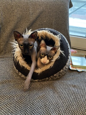 Rossi und Jimmy, Sphynx - Kater
