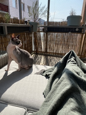 Rossi und Jimmy, Sphynx - Kater