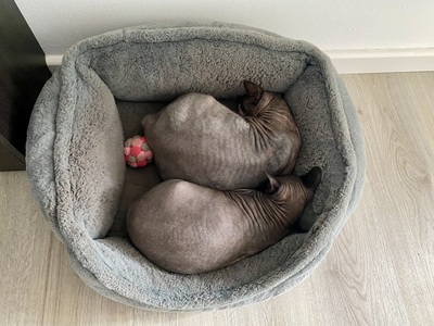 Rossi und Jimmy, Sphynx - Kater