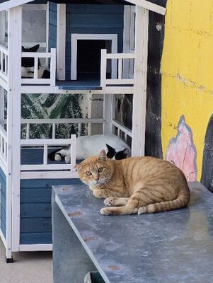 Rosso, Europäisch Kurzhaar - Kater