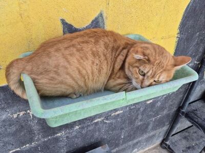 Rosso, Europäisch Kurzhaar - Kater