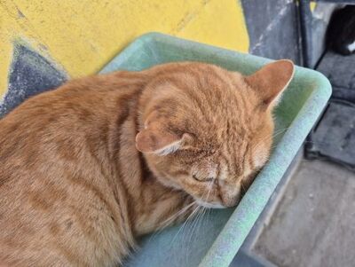 Rosso, Europäisch Kurzhaar - Kater