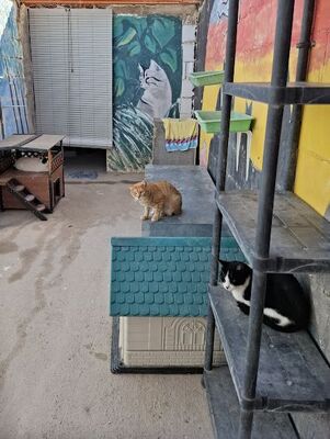 Rosso, Europäisch Kurzhaar - Kater