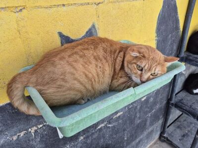 Rosso, Europäisch Kurzhaar - Kater