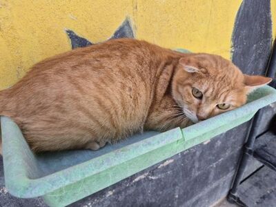 Rosso, Europäisch Kurzhaar - Kater