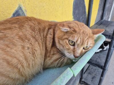 Rosso, Europäisch Kurzhaar - Kater