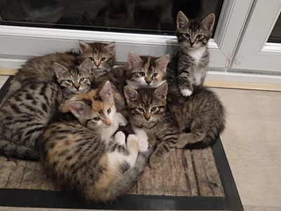 Rot, grau Jungtier - Katze