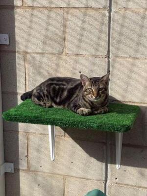 Ruberto ( geb. März 2026) - EKH-Kater, EKH - Kater