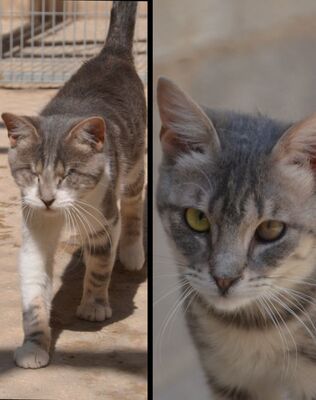 Rubia und Pena, Europäisch Kurzhaar - Katze