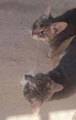 Rubia und Pena, Europäisch Kurzhaar - Katze