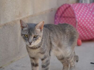 Rubia und Pena, Europäisch Kurzhaar - Katze