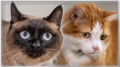 Rudy und Suzy - ein Team, Norw. Waldkatze-Mix / Siam - Kater