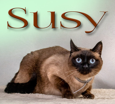 Rudy und Suzy - ein Team, Norw. Waldkatze-Mix / Siam - Kater