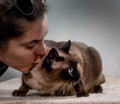 Rudy und Suzy - ein Team, Norw. Waldkatze-Mix / Siam - Kater