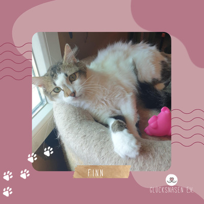 Ruhiger Kater Finn sucht sein Zuhause, EKH - Kater
