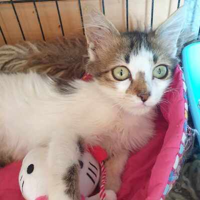 Ruhiger Kater Finn sucht sein Zuhause, EKH - Kater