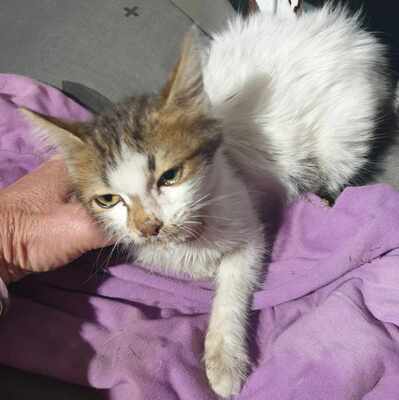 Ruhiger Kater Finn sucht sein Zuhause, EKH - Kater