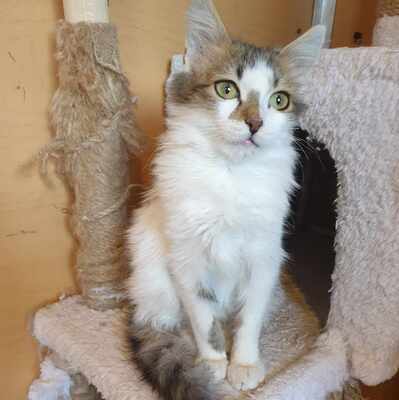 Ruhiger Kater Finn sucht sein Zuhause, EKH - Kater
