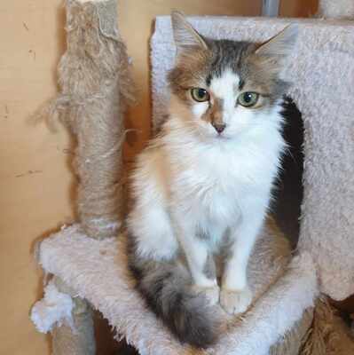 Ruhiger Kater Finn sucht sein Zuhause, EKH - Kater