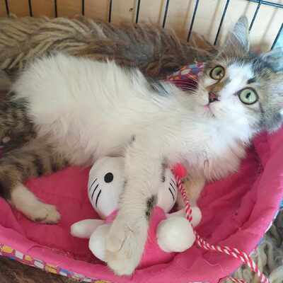 Ruhiger Kater Finn sucht sein Zuhause, EKH - Kater