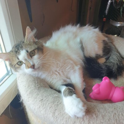 Ruhiger Kater Finn sucht sein Zuhause, EKH - Kater